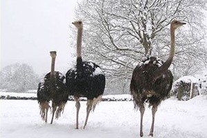 our ostrich farm