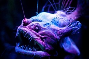 read Amazing and Sometimes Deadly Animals