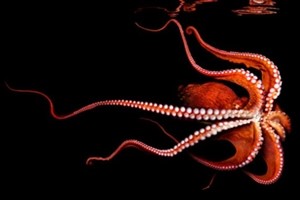 giant pacific octopus